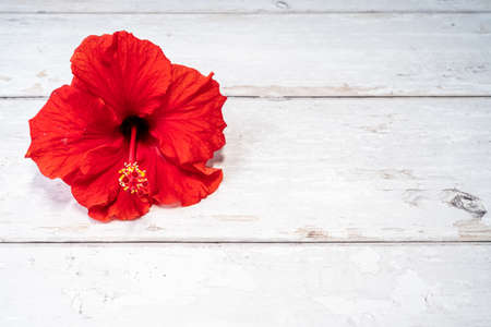 Isolated red hibiscus flower on white wooden background. top view with copy space for textの写真素材