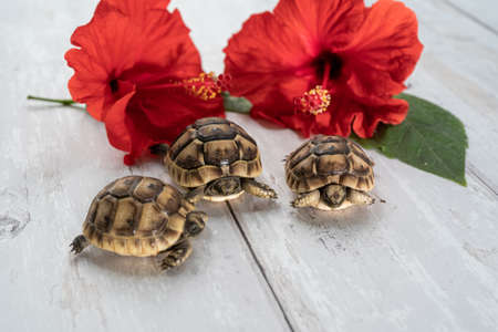Close-up of three young hermann turtles on white wooden background with a red hibiscus flower and leaveの写真素材