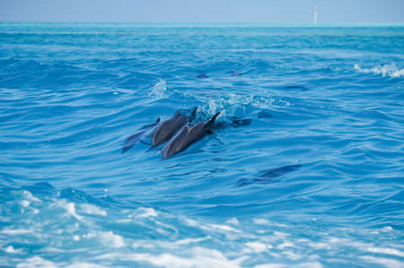 A dolphin family leaping out of the clear blue Maldivian waters.