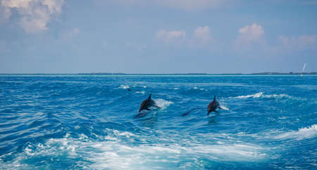 A dolphin family leaping out of the clear blue Maldivian waters.の写真素材