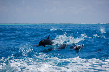 A dolphin family leaping out of the clear blue Maldivian waters.の写真素材