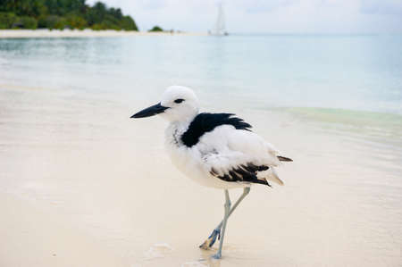 A Crab Plover (Dromas ardeola) on the beach at Rihiveli, Maldivesの写真素材