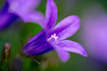 Close-up of Campanula, purple bell flowers in summer garden. Background
