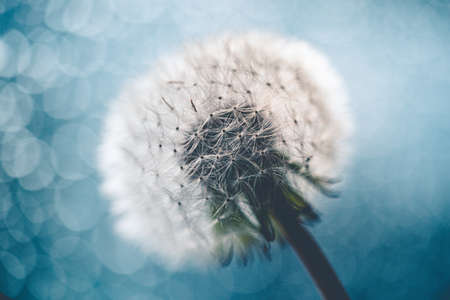 Beautiful dandelion flower on blue bokeh background in sunlight. Summer nature landscape, macro and...