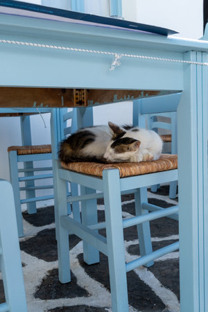 A cat sleeping on a chair in Greek taverna, Naoussa village, Paros island, Greeceの写真素材