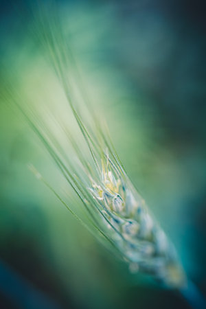 Macro wheat, barley. Beautiful green wheat ear growing in agricultural field, rural landscape. Green...