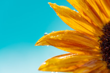 Wet yellow sunflower on a blue background. summer concept. copy space for textの写真素材