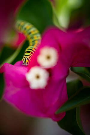 green swallowtail larva on a bougainvillea plant with pink flowers (Papilio polyxenes)の写真素材