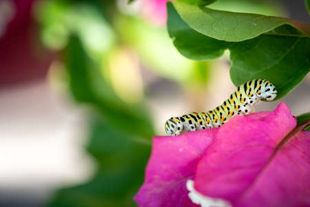 green swallowtail larva with orange points on a pink bougainvillea flower (Papilio polyxenes).の写真素材