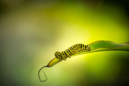 close-up of a green caterpillar with black stripes and orange points on a leaf (Papilio polyxenes). beautiful blurred green background with copy space for text.の写真素材