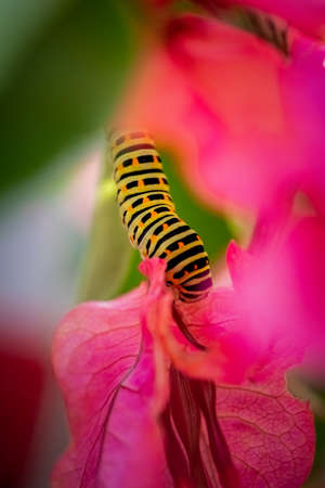 green swallowtail larva on a bougainvillea plant with pink flowers and green leaves (Papilio...