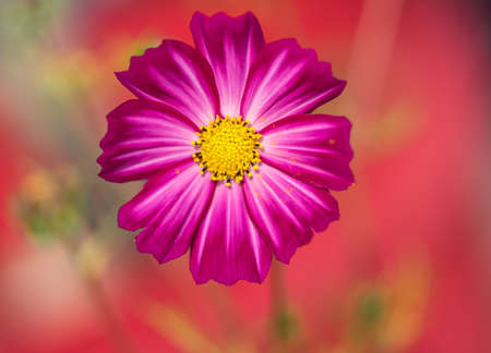 Purple cosmos flower (Cosmos Bipinnatus) with red backgroundの写真素材