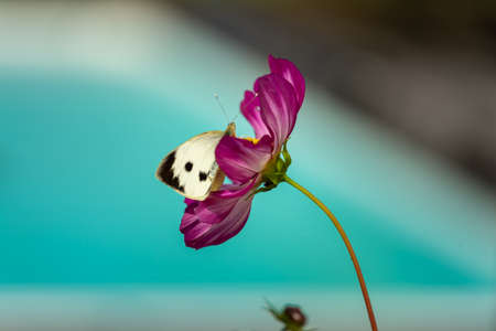 butterfly feeding on purple cosmos flower in summer floral background.