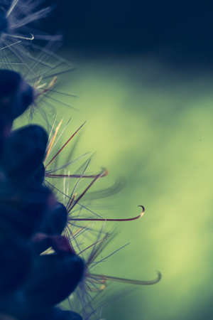 Needles of green cactus close up, macro photoの写真素材