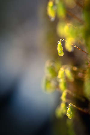 Fresh moss sprouts and blooms. Small green macro sprouts. Micro greenery growing close-up. Spring symbol, concept of a new life.の写真素材