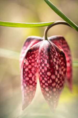 Close up on an endangered wild Chess Flower in a natural environmentの写真素材