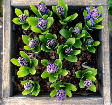 top view of purple hyacinth flowers in a square wooden potの写真素材