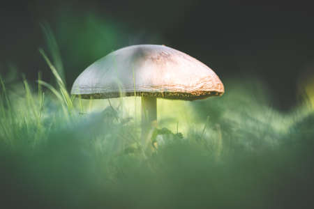 Amanita phalloides poisonous mushroomの写真素材
