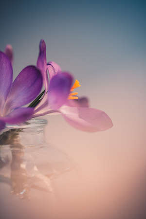 Close up of saffron flowers isolated on white background