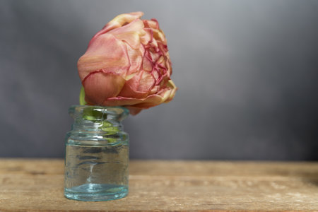 Closeup bloomed tulip angelique in tiny glass vase on gray background