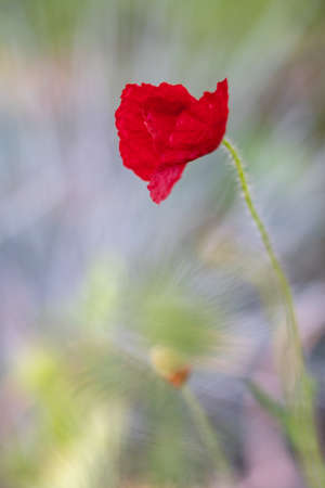 Red poppy flowers blooming in the green grass field, floral natural spring background, can be used as image for remembrance and reconciliation dayの写真素材