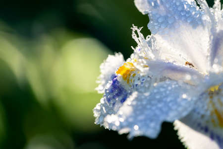 Close-up of a white iris on a green blurred background. Selective focus with shallow depth of field.