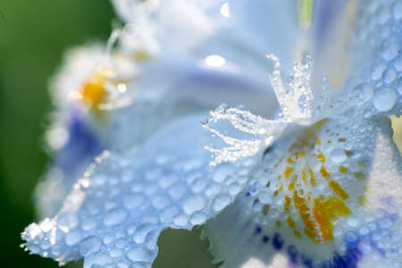 Close-up of a white iris on a green blurred background. Selective focus with shallow depth of field.の写真素材