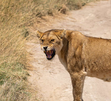 angry lioness roaring and showing teeth in savanna. Serengeti park, Tanzaniaの写真素材