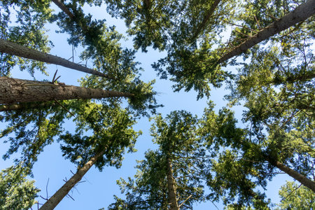 Looking up pine forest. european trees in forest against a clear blue sky. bottom view backgroundの写真素材