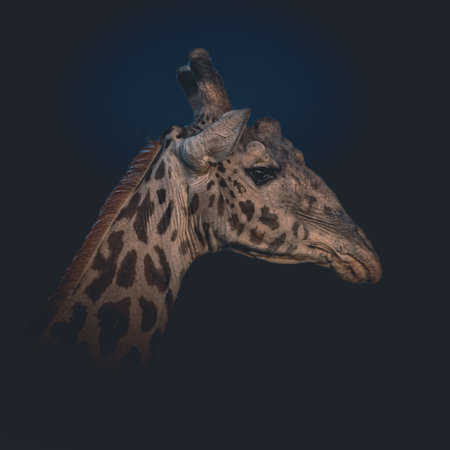 Close-up of a giraffe isolated on clean dark background, with space for text. profile picture. Serengeti park, Tanzaniaの写真素材