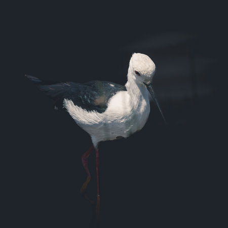 Close-up of a bird isolated on clean dark background looking at camera, with space for text. Serengeti park, Tanzaniaの写真素材