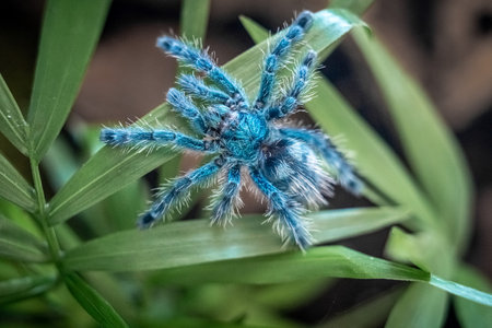 The Antilles pinktoe tarantula (Caribena versicolor), also known as the Martinique red tree spider or the Martinique pinktoe is popular as a spider pet because of its docile character and unique colorの写真素材