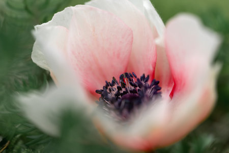 Close-up of a beautiful pink ornamental anemone coronaria in bloom, bright colorful flowering springtime plant. green blurred backgroundの写真素材