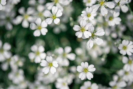 Top view of flowering white flowers in meadow. beautiful nature. summer conceptの写真素材