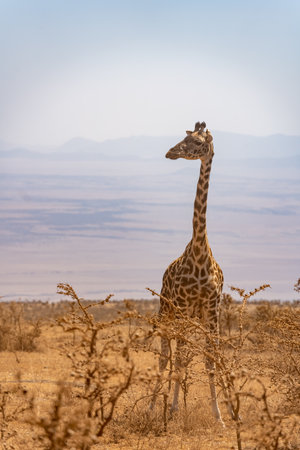 magnificent giraffe standing over to eat on the savannahの写真素材