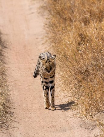 Serval wild cat standing on path in serengeti national park, tanzaniaの写真素材