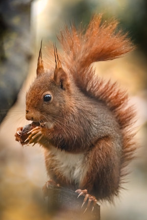 an adorable squirrel on a wooden stand eating a hazelnut. close-up shot