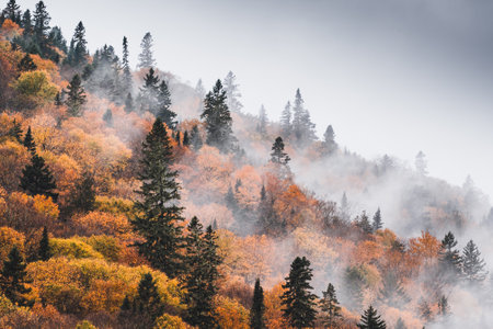 Breathtaking panoramic of the colorful red, orange and yellow trees of a mixed coniferous forest and river in a morning fog. Fairy autumn landscape. Jacques Cartier river park, Quebec, Canadaの写真素材