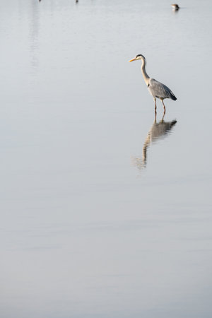 grey heron in a mirror lake. beautiful natural minimalist scenery. lilleau des niges, re island, ornithological reserveの写真素材