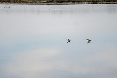 Two Dunlin isolated in the salt marshes of the natural reserve of Lilleau des Niges on the Ile de...