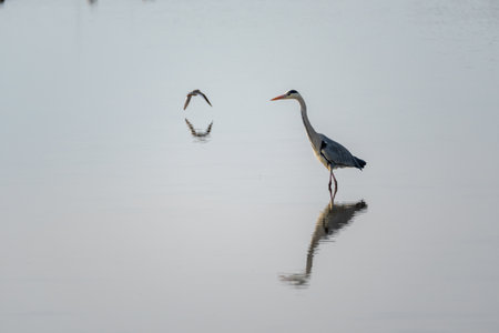 gray heron in a mirror lake and redshank in flight. beautiful natural minimalist scenery