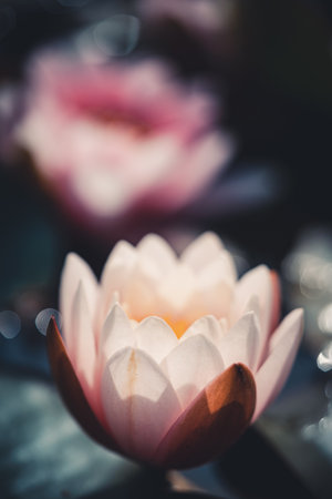 Pink water lily or lotus flower in garden pond. Close-up of Nymphaea with water drops reflected on green water against sun. Flower landscape with copy space. Selective focusの写真素材