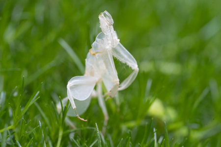 close-up of an isolated orchid praying mantis moult in the gardenの写真素材