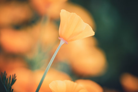 close-up of a Californian golden poppy bud opening in a field of blurred orange poppiesの写真素材