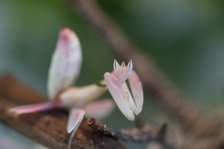 The beautiful praying mantis on macro photography. selective focus