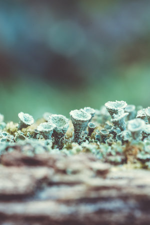 Close up of frozen trumpet lichen Cladonia fimbriata between stone flowers and moss on a stump of...