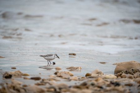 Dunlin - Calidris alpina - young bird at a seashore on the autumn migration way