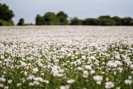Landscape photograph of a blooming field of white Papaver somniferum (opium poppies) with soft pink hues, located in the Poitou-Charentes region of western France. Captured with a 135mm lens, this image features a blue sky and a sweeping view of the natural rural scenery. Ideal for editorial, agricultural, environmental, or travel-related projects.の写真素材