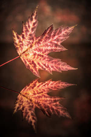 Stunning Maple Leaf with Reflection on Mirror in Autumn Light