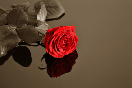 Red rose isolated on the black glassの写真素材